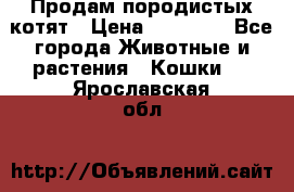 Продам породистых котят › Цена ­ 15 000 - Все города Животные и растения » Кошки   . Ярославская обл.